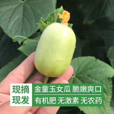 新鲜玉女黄瓜拇指水果黄瓜现摘生吃应季孕妇蔬菜整箱产地直发批发