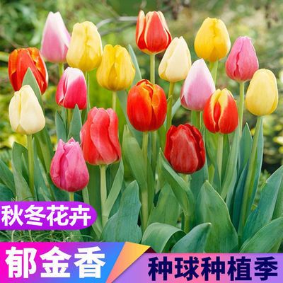 给力呢
