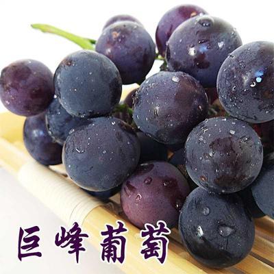 75593/烟台巨峰葡萄新鲜不打药有籽易剥皮正宗产地直发孕妇葡萄水果