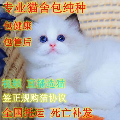 纯种布偶猫幼猫宠物猫活体幼崽蓝双海双山猫手套蓝眼睛贵族仙女猫