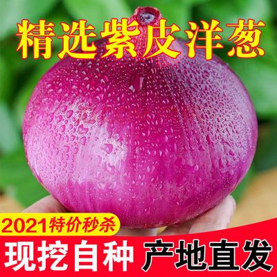 76263/甘肃紫皮洋葱新鲜10斤洋葱头现挖脆甜洋葱当季蔬菜自种批发价整箱