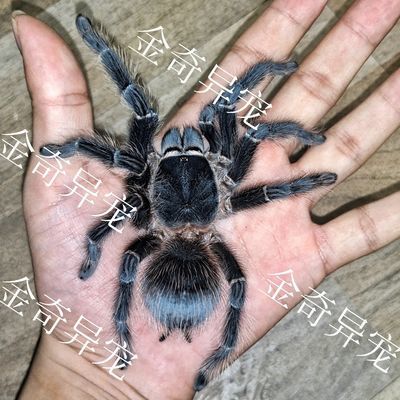 巴西所罗门新手入门品种1-20厘米大体型爬虫蜘蛛活体宠物好养