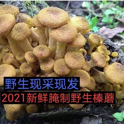77748/东北野生榛蘑1斤无根新鲜榛蘑野生灰蘑菇,腌制蘑菇山蘑菇