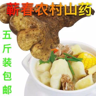 湖北黄冈浠水武穴蕲春特产农家现挖佛手新鲜手掌山药煲汤食材蔬菜