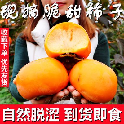 当季新鲜正宗脆柿子无核糖心巧克力甜柿硬皮食用柿子现摘大果包邮