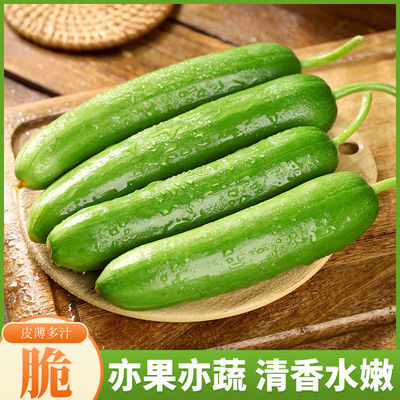【山东爆卖】农家新鲜生吃无刺小黄瓜现摘现发的小黄瓜