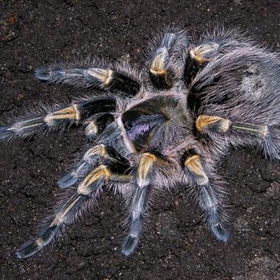 巴西巨人金直间宠物蜘蛛温顺可上手活体可爱成体可达17cm