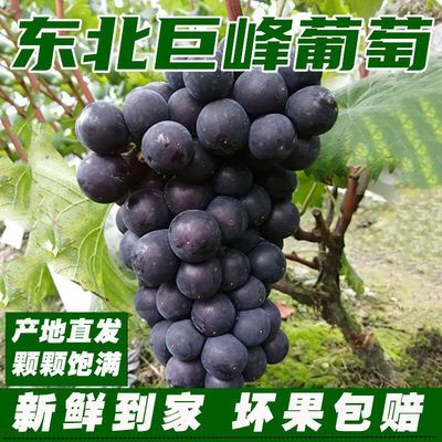75809/东北巨峰葡萄新鲜水果超甜孕妇儿童水果非夏黑葡萄提子整箱发货