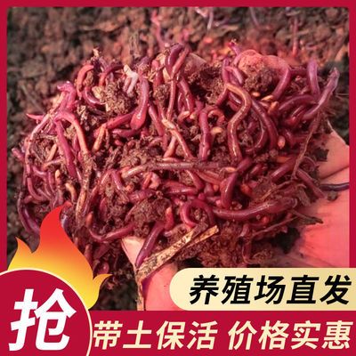 73228/活蚯蚓 鱼饵 大号蚯蚓 地龙 垂钓鱼饵