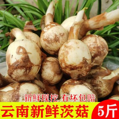 75507/云南白茨姑茨菰茨菇白马蹄鲜慈姑5斤荸荠生茨菇粉糯应季菜燕尾姑