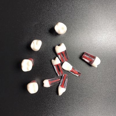 牙科材料根管牙带根管树脂带牙粒开髓腔牙髓考试离体牙专用牙