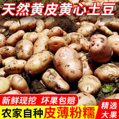 新鲜土豆云南昭通红皮黄心土豆新鲜黄心马铃薯农家蔬菜洋芋5/10斤