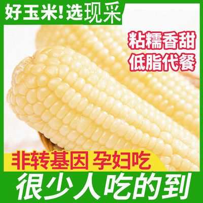 76444/新鲜白牛奶玉米农家自种现摘糯玉米黏真空包装粗粮批发蔬菜玉米棒