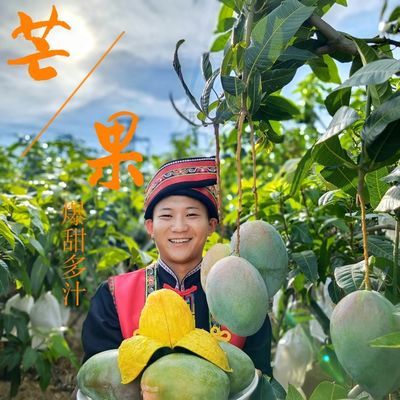 77657/四川攀枝花市新鲜应
季凯特芒果10斤装只发大果爆甜多汁现摘现发