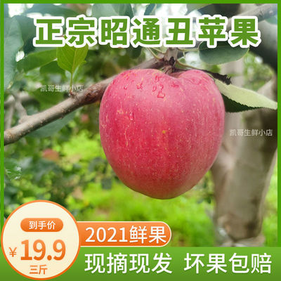 75761/云南昭通丑苹果冰糖心水果野生新鲜脆甜当季整箱红富士野萍果平果