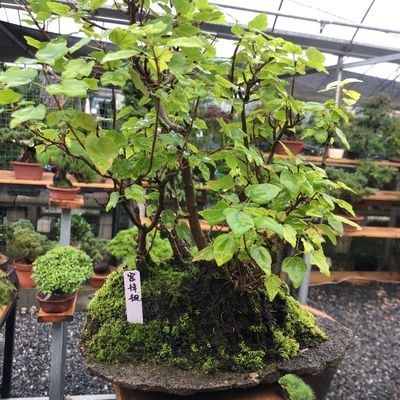 铁马鞭带土包邮