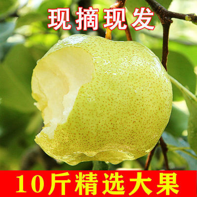 75421/酥梨10斤装梨子水果新鲜现摘当季水果整箱批发砀山梨青梨雪梨3斤
