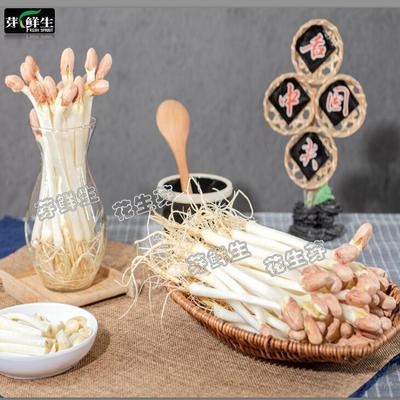 76541/现采新鲜花生芽脆嫩长寿苗芽菜非水培种植蔬菜沙拉配菜火锅素菜