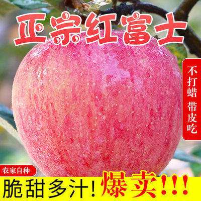 75848/现摘陕西红富士苹果正宗脆甜冰糖心苹果整箱批发当季新鲜水果批发