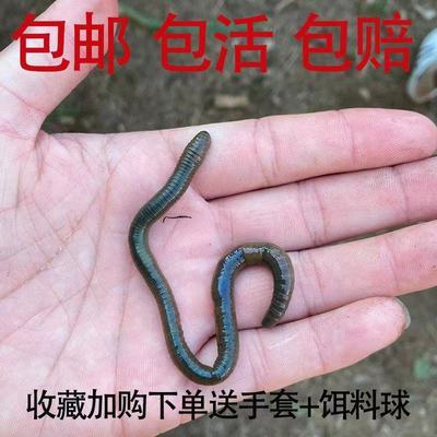75743/包邮活饵特大黑蚯蚓青蚯蚓鲜活野生大蚯蚓臭蚯蚓活体地龙鱼饵蚯蚓