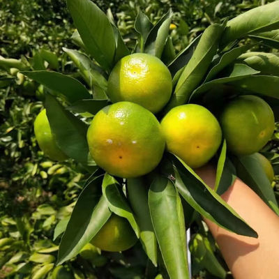 75454/湖北宜昌蜜橘非云南赣南蜜橘孕妇当季水果皮薄多汁酸甜可口