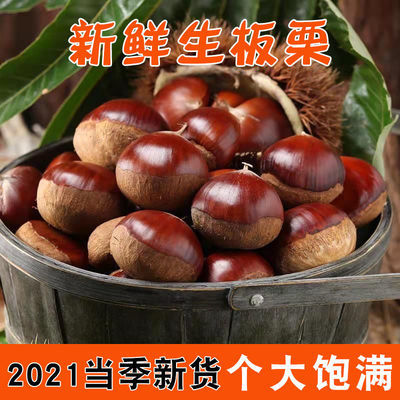 76100/板栗生栗子新鲜野生丹东毛板栗大个新板栗生鲜板栗菜板栗非油栗