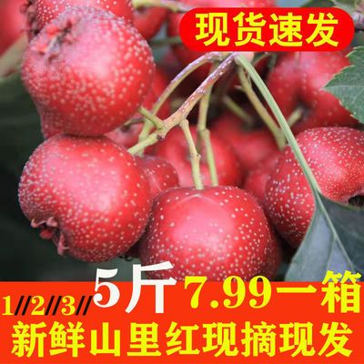 75590/新鲜应季山楂果现摘鲜山里红农家特大山楂鲜果特级水果糖葫芦批发
