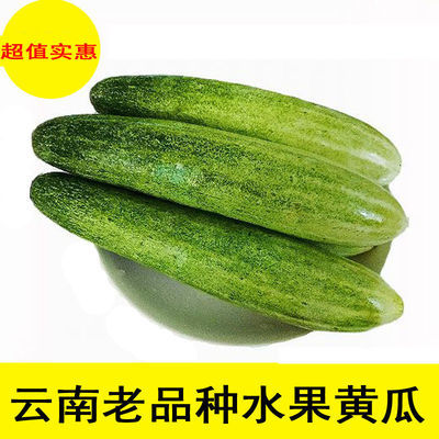 75810/农家自种老品种黄瓜旱黄瓜水果黄瓜云南当季新鲜蔬菜无刺黄瓜生吃