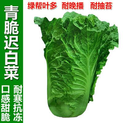 贵州迟白菜种子清明白三月白晚熟越冬大白菜耐抽苔秋冬蔬菜种籽孑