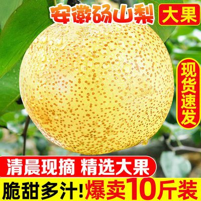 78967/砀山梨子10斤新鲜水果白酥梨5斤百年梨树非皇冠梨青梨整箱批发3斤