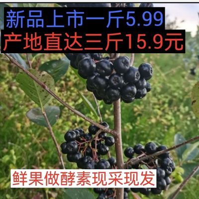 77790/东北黑果花楸不老梅鲜果野樱梅蓝樱梅小黑果现采现发果干