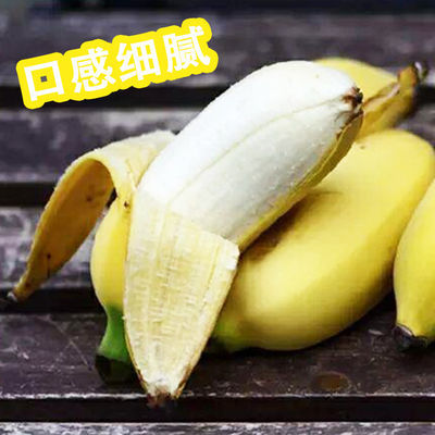 78991/小米蕉 云南版纳粉蕉小鸡蕉生小芭蕉安南蕉青新鲜香蕉水果净5斤装