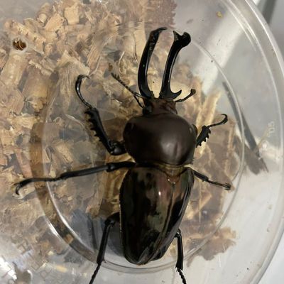 澳洲彩虹锹甲虫昆虫成虫幼虫活体彩色锹甲虫 虎窝拼