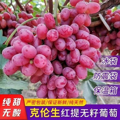 无籽红提克伦生脆甜整箱装应季水果提子葡萄