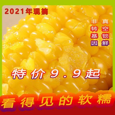 93292/2021新鲜黄糯玉米棒8根10根真空东北粘糯玉米甜糯玉米批发黏苞米