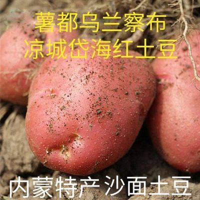 内蒙古乌兰察布红皮土豆2023新鲜土豆沙面洋芋马铃薯产自中国