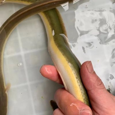 河鳗鱼纯天然野生鳗鱼白鳝淡水江鳗黄鳗鱼鲜活体包邮 虎窝拼