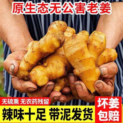 89809/生姜蔬菜现挖泥姜山东新鲜黄姜整箱老姜1斤5斤10斤鲜姜现挖月子姜