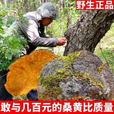 桑黄野生西藏的功效与作用多少钱一斤正宗批发桑树纯天然特级东北