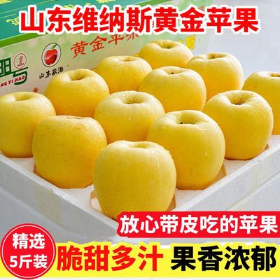 106417/山东维纳斯黄金苹果脆甜非黄元帅奶油苹果新鲜应季现摘孕妇水果5