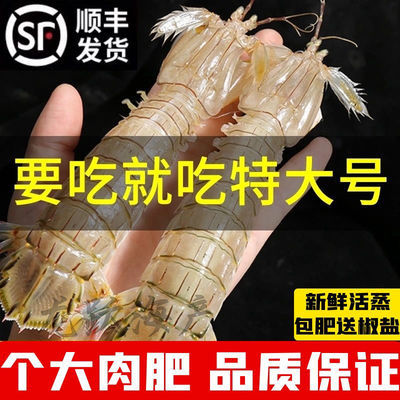 海鲜皮皮虾超肥野生鲜活熟冻超大虾爬虾姑虾婆濑尿虾