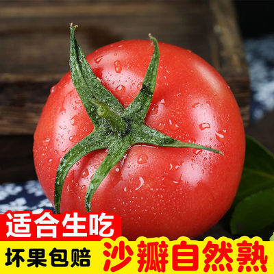 现摘攀枝花西红柿水果新鲜沙瓤自然熟普罗旺斯蔬菜孕妇生吃番茄
