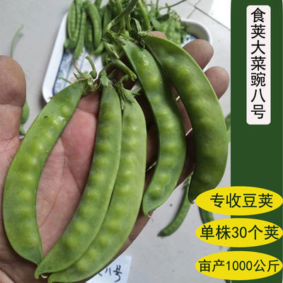 脆甜豌豆种子可生吃甜脆豌豆长寿豌豆荷兰豆农家四季高产耐寒种子