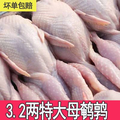 精选特大母鹌鹑鲜活现杀白条鹌鹑鸟肉非乳鸽烧烤炖汤饭店批发食材