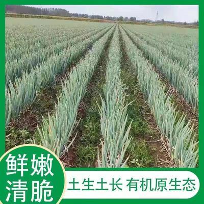 91818/【现拔现发】山东铁杆大葱新鲜大葱五斤十斤批发香葱生吃蘸酱
