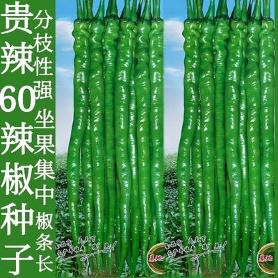 贵辣60特长线椒种子早熟杂交辣椒种孑果长35-50厘米高产蔬菜种籽