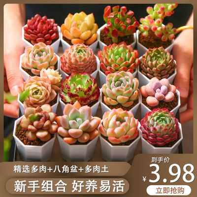 高档多肉植物小盆栽批发绿植办公室室内好养易活带盆带土组合盆栽 叁亩柒