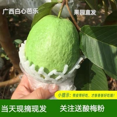 [广西番石榴]果香脆甜白心芭乐应季现摘新鲜水果番石榴批发