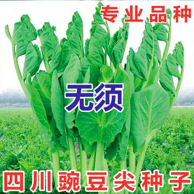 无须豌豆苗种子特大豌豆尖水培荷兰豆芽苗菜春秋冬四季播蔬菜种子