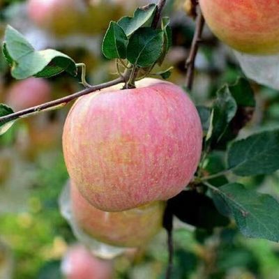 93366/红富士苹果当季新鲜水果整箱批发包邮 多仓发货 个数随机